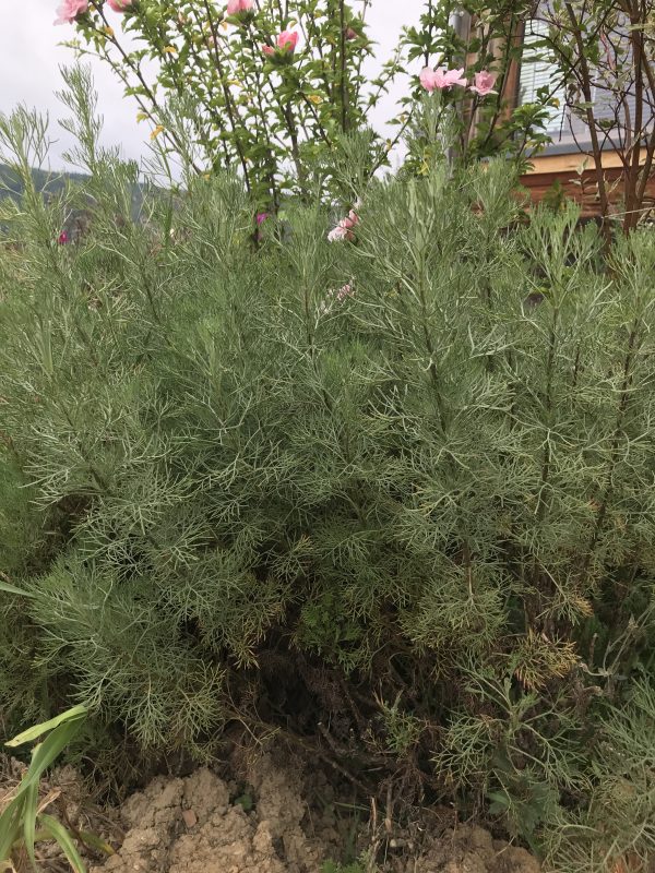 Arquebuse, Aurone (Artemisia)